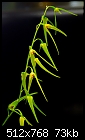 Bulbophyllum elisae 'Cozette' - cute little Australian miniature bulbo-bulbophyllum-elisae-cozette.jpg