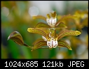 Click image for larger version

Name:	Cymbidium erythraeum 'Paradise'.jpg
Views:	633
Size:	121.4 KB
ID:	3883