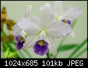 Laelia anceps v veitchiana 'Tamara' - stunning vision in white with purple lip-laelia-anceps-v-veitchiana-tamara.jpg