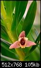 Maxillaria Rene Biggs - cute novel primary hybrid-maxillaria-rene-biggs.jpg
