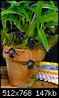 Click image for larger version

Name:	Maxillaria schunkeana 'Hanging Gardens'.jpg
Views:	1508
Size:	147.4 KB
ID:	3888