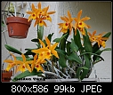 Click image for larger version

Name:	Blc.-Golden-Tang-2007W.jpg
Views:	1253
Size:	98.5 KB
ID:	3908