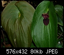 Pleurothallis gargantua-pleurothallis-gargantua-leaf-flower.jpg