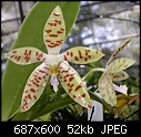 Phalaenopsis pallens-phalaenopsis-pallens-2004-0056-1-s.jpg