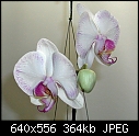 Click image for larger version

Name:	Dtps Newberry Parfait 'Picotee' AM AOS.JPG
Views:	298
Size:	363.6 KB
ID:	3919