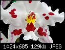 Odonts on Parade - Odontoglossum Frechdachs - Gorgeous white flower with sparse burgundy spots-odontoglossum-frechdachs-2.jpg
