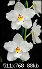 Odonts on Parade - Odontoglossum nobile - pure white bliss-odontoglossum-nobile.jpg