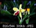 Alden Lane Orchid Show - Livermore, CA - Pix 4-21jan06_039.jpg