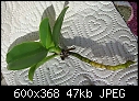 semi hydro question (phal) - attached files (1/1)-phal_problem_1.jpg