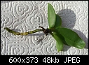 semi hydro question (phal) - attached files (1/1)-phal_problem_2.jpg
