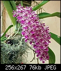 Trip to RF Orchids-rhy-gigantea-close.jpg