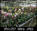 Trip to RF Orchids-phal-house.jpg