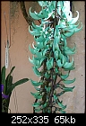 Trip to RF Orchids-jade-vine.jpg