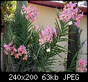Trip to RF Orchids-pink-asco.jpg