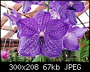 Trip to RF Orchids-blue-vanda.jpg