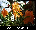 Trip to RF Orchids-orange-vanda.jpg