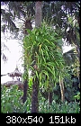 Trip to RF Orchids-epi-chickee.jpg
