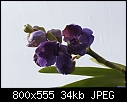 Click image for larger version

Name:	V Samsai Blue 1595DSC00198.jpg
Views:	416
Size:	34.1 KB
ID:	3992