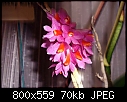 Dendrobium pseudo-glomeratum 1-dendrobium-pseudo-glomeratum-1.jpg