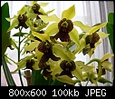 Click image for larger version

Name:	Dendrobium Gerald McCraith 1.jpg
Views:	739
Size:	99.9 KB
ID:	3997