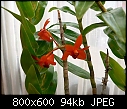 Dendrobium mohlianum 1-dendrobium-mohlianum-1.jpg