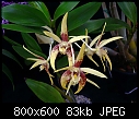 Click image for larger version

Name:	Dendrobium Peter X Star of Gold 1.jpg
Views:	758
Size:	82.6 KB
ID:	3999