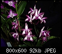 Click image for larger version

Name:	Dendrobium Rudkin  Grand Prize Winner 1.jpg
Views:	576
Size:	91.8 KB
ID:	4000