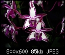 Click image for larger version

Name:	Dendrobium Rudkin  Grand Prize Winner 2 John Sharam.jpg
Views:	159
Size:	85.2 KB
ID:	4001