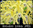 Click image for larger version

Name:	Dendrobium spec. Grandiflorum Krombits G  X Mt Larcolm G 5.jpg
Views:	305
Size:	100.3 KB
ID:	4004