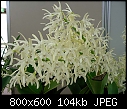 Click image for larger version

Name:	Dendrobium speciosum Newbold 1.jpg
Views:	788
Size:	103.7 KB
ID:	4005