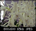 Click image for larger version

Name:	Dendrobium speciosum Newbold 2.jpg
Views:	128
Size:	64.6 KB
ID:	4006