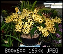 Click image for larger version

Name:	Dendrobium Tareen Creek 2.jpg
Views:	496
Size:	168.8 KB
ID:	4007