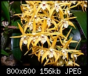 Click image for larger version

Name:	Dendrobium Tareen Creek 3.jpg
Views:	109
Size:	156.0 KB
ID:	4008
