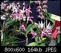 Click image for larger version

Name:	Dendrobium Victorian Bride Little River.jpg
Views:	736
Size:	164.0 KB
ID:	4009
