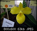 Click image for larger version

Name:	Paphiopedilum armeniacum 1.jpg
Views:	528
Size:	63.2 KB
ID:	4014