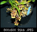 Click image for larger version

Name:	Oncidium croesus.jpg
Views:	827
Size:	91.0 KB
ID:	4017