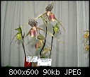 Click image for larger version

Name:	Paphiopedilum Bell Royal 2.jpg
Views:	586
Size:	89.8 KB
ID:	4018