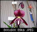 Click image for larger version

Name:	Paphiopedilum Dou Fang Sparrow 1.jpg
Views:	788
Size:	88.7 KB
ID:	4022