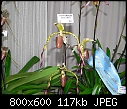Click image for larger version

Name:	Paphiopedilum Mercatelli 2.jpg
Views:	962
Size:	116.8 KB
ID:	4024