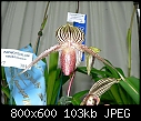 Click image for larger version

Name:	Paphiopedilum rothschildianum 2.jpg
Views:	711
Size:	103.0 KB
ID:	4027