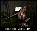 Click image for larger version

Name:	Paphiopedilum rothschildianum 5.jpg
Views:	332
Size:	70.3 KB
ID:	4028