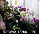 Click image for larger version

Name:	Phalaenopsis assortment 2.jpg
Views:	437
Size:	133.1 KB
ID:	4036