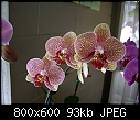 Click image for larger version

Name:	Phalaenopsis Brother Goldsmith.jpg
Views:	95
Size:	92.5 KB
ID:	4037
