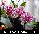 Click image for larger version

Name:	Phalaenopsis Champion Princess.jpg
Views:	80
Size:	109.1 KB
ID:	4038