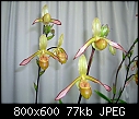 Click image for larger version

Name:	Phragmipedium lindleyanum Queenscliff 4.jpg
Views:	983
Size:	77.2 KB
ID:	4039
