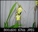 Click image for larger version

Name:	Phragmipedium richteri 2.jpg
Views:	823
Size:	66.9 KB
ID:	4041