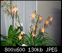 Click image for larger version

Name:	Phragmipedium Olaf Gruss Queenscliff 1.jpg
Views:	2481
Size:	129.8 KB
ID:	4043