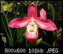 Click image for larger version

Name:	Phragmipedium sargentianum X Mem Dick Clements 1.jpg
Views:	601
Size:	100.9 KB
ID:	4044