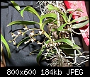 Plectorrhiza tridentata-plectorrhiza-tridentata.jpg