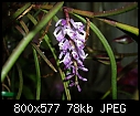 Click image for larger version

Name:	Schoenorchis juncifolia 2.jpg
Views:	584
Size:	78.2 KB
ID:	4048